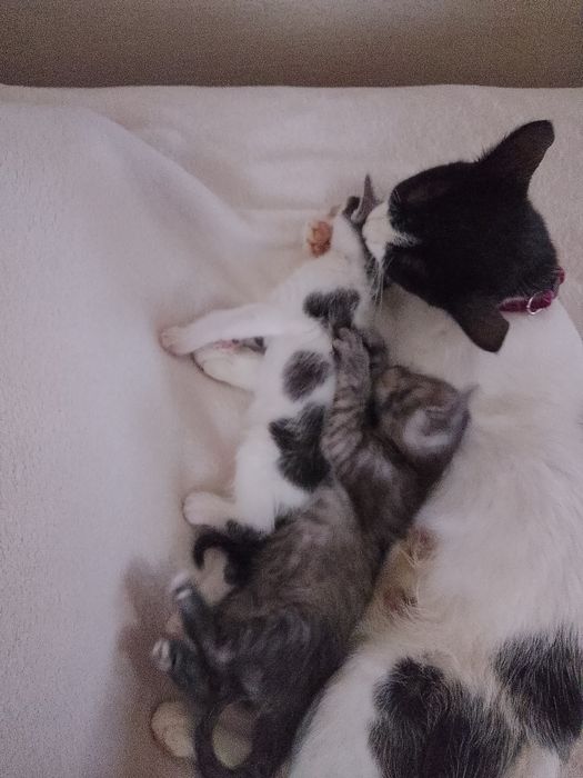 Urocze kociaki do adopcji szukają domu.