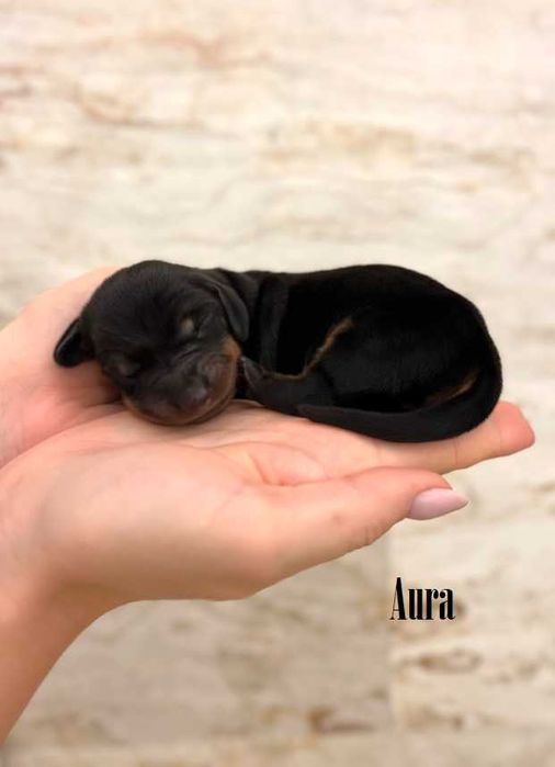 Jamnik standardowy krótkowłosy ZKwP  FCI merle / czarny podpalany