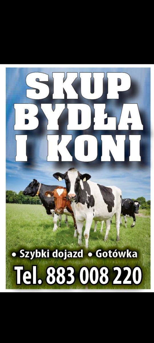 Krowy HF oraz jałówki mieszance