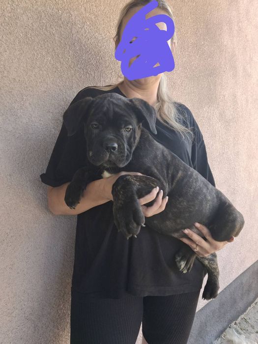 корсики з документами