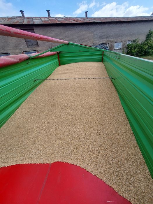 Groch siewny  Astronaute poplon pasza