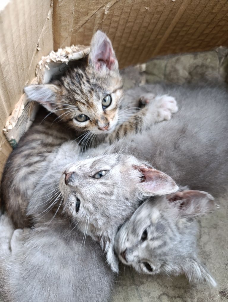 Кошенята  віддам безкоштовно