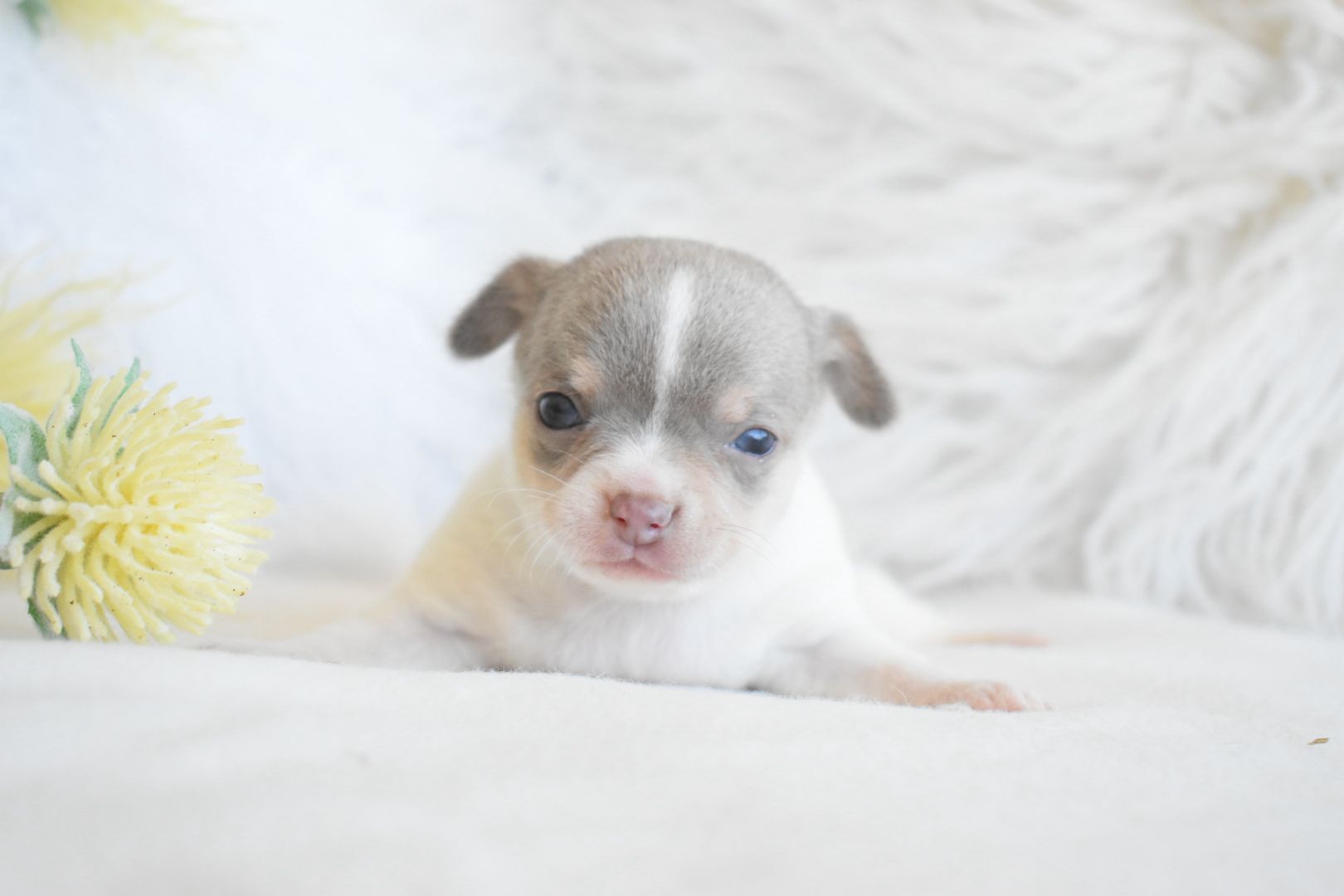 Chihuahua .Cabeça de maçã. Branco e azul dr olhos azuis.