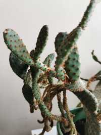 Opuncja opuntia kaktus