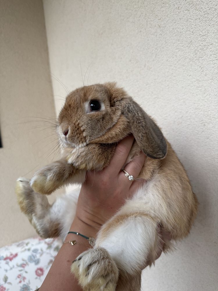 Samiczka Mini Lop