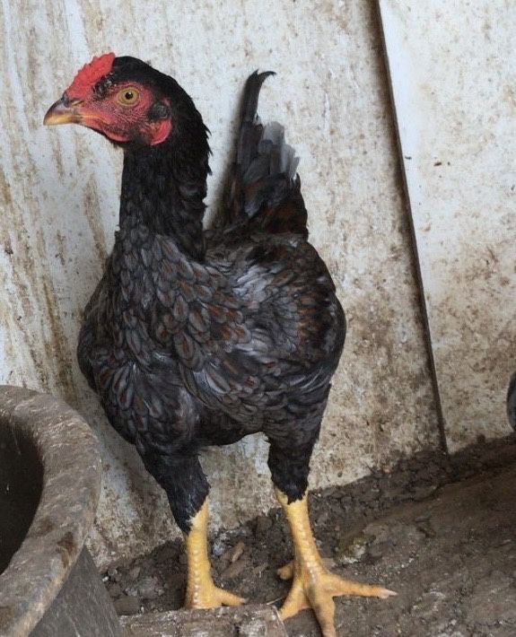 Galo cornish para venda
