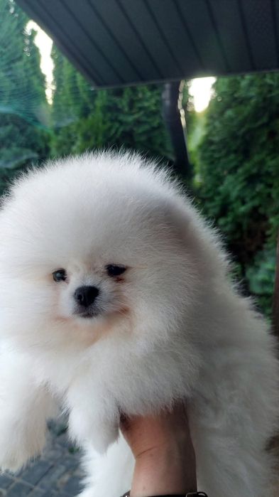 Biały pomeranian piesek