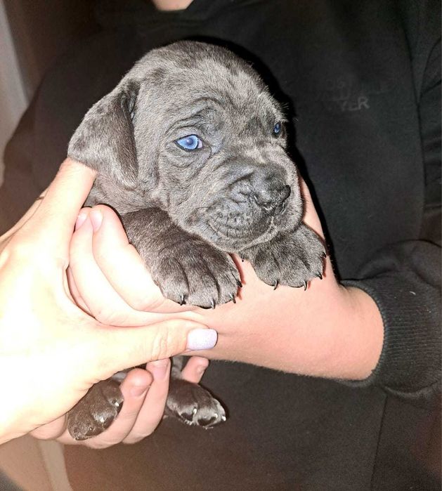 Бронювання цуценят Кане корсо