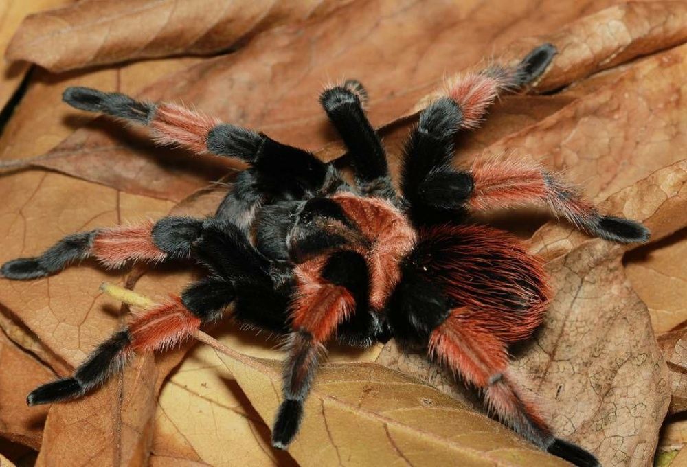 Паук птицеед для новичков живущий до 30 лет Brachypelma emilia