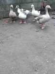 Pato Ganso  (criado ar livre)