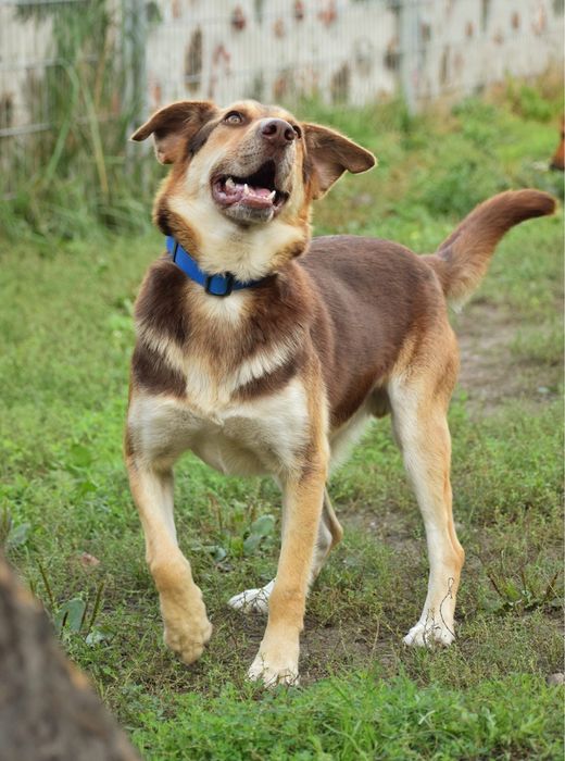 Karat - piękny samiec pilnie wypatruje domu!