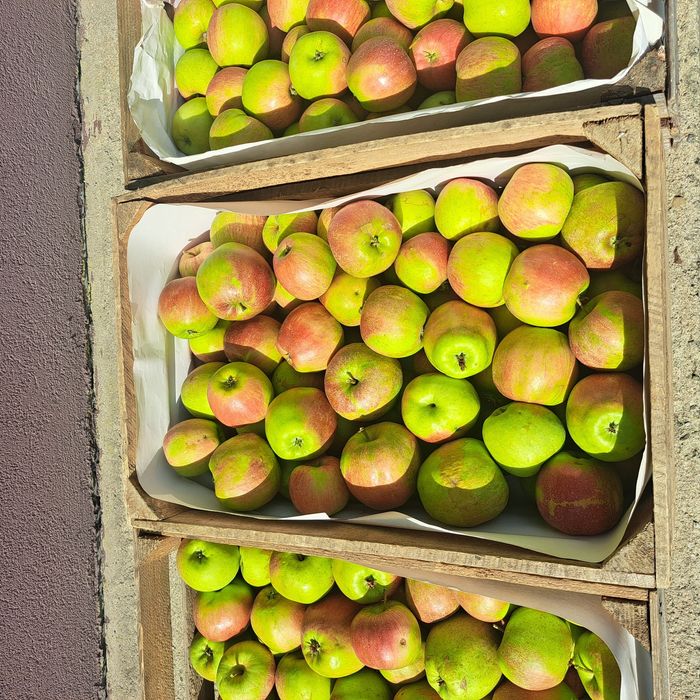 Jabłka champion  3zl/kg-Wysyłka! Od 10kg do 20kg.