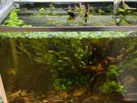 Amazon Frogbit (Limnobium laevigatum)