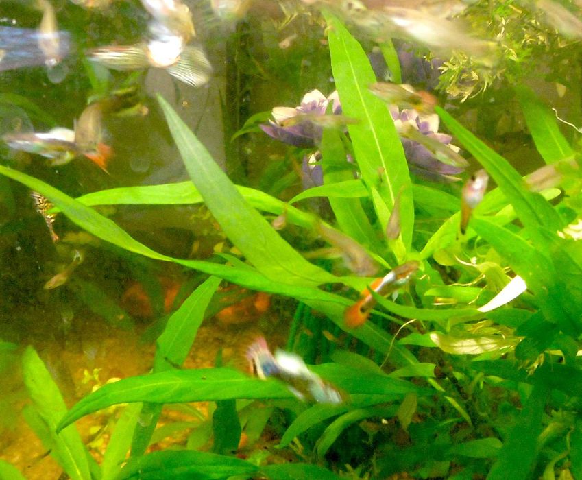 Gupiki młode wybarwione