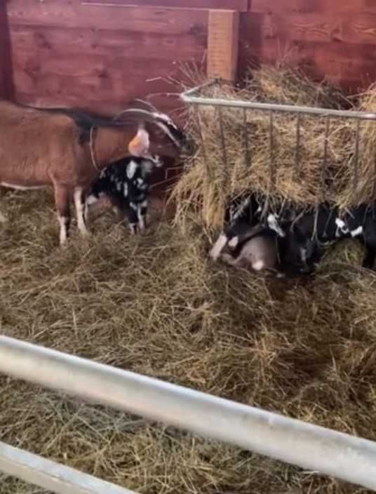 Paśnik drabina na siano dla owiec, koni bydła DUŻY