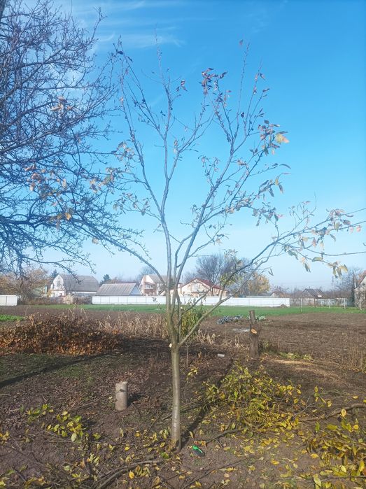 Розчищення дерев