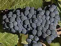 Uvas para vinho - DOURO