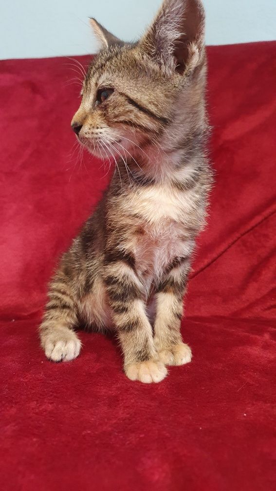 Gatinho para adopção responsável