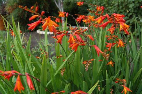 Крокосмія, цибулини квітки крокосмії (монтбреція) Crocosmia