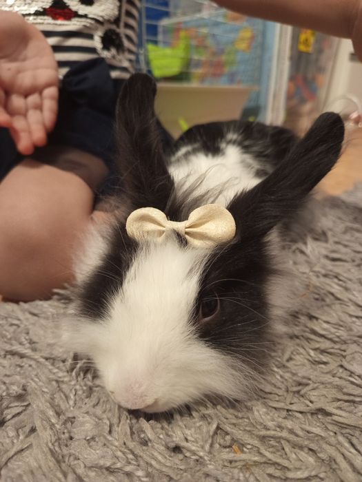 Miniaturka królik ,samiczka z książeczka