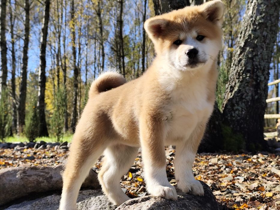 AKITA INU szczeniak rodowód