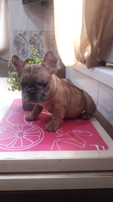 Французский бульдог