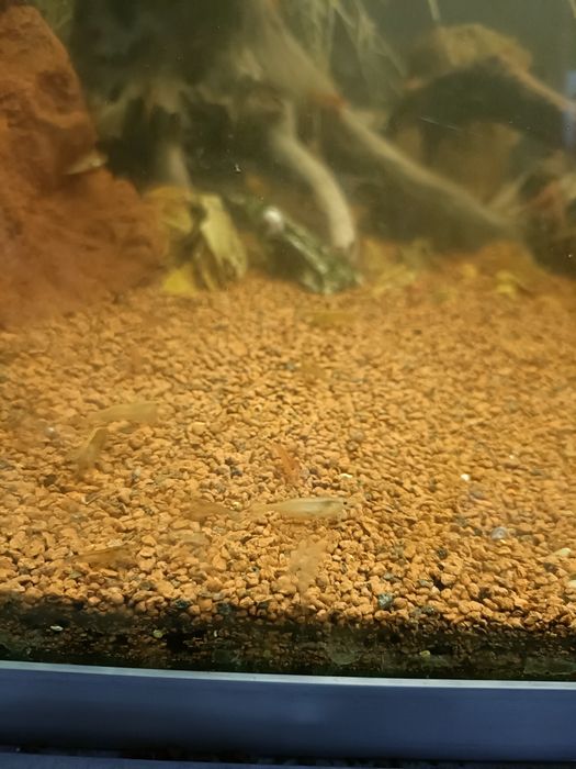 ...Vendo camarões...