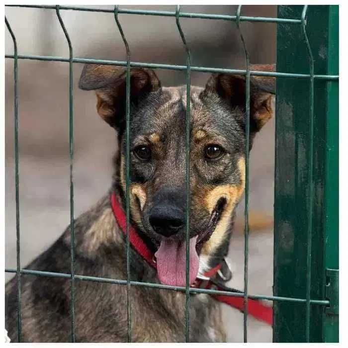 Молодая собака (девочка) в добрые руки