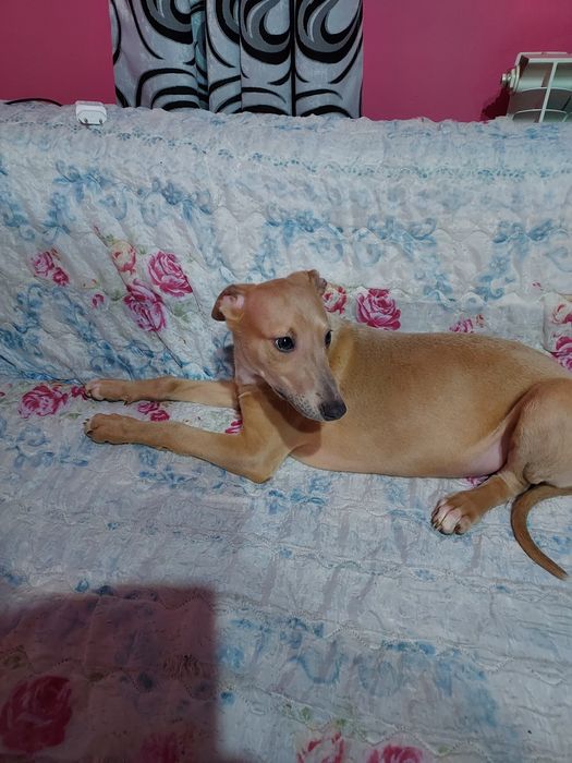 Chart Angielski Whippet piesek