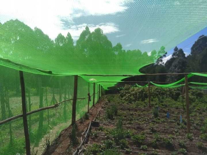 SIATKA NA PTAKI OCHRONNA przeciw ptakom 5x50m