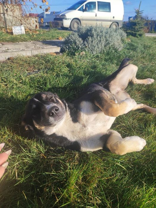 Цуценятко в добрі руки, дівчинка(стерилізація за наш рахунок)