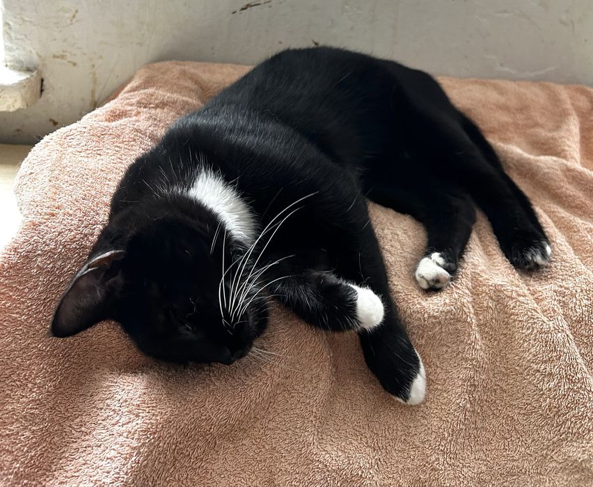 Ostoja mruczków kotka Zoja do adopcji