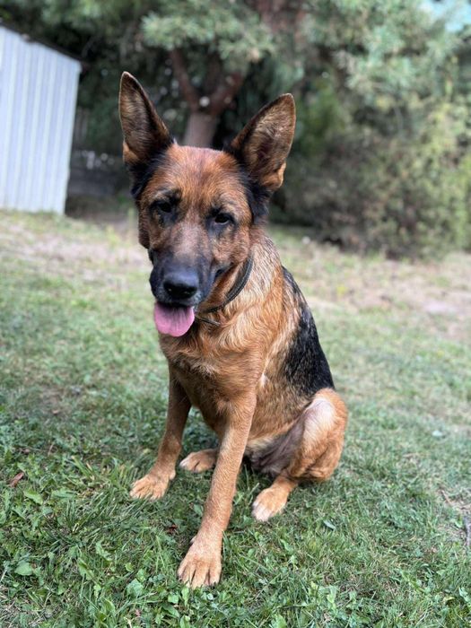 Sunia do Adopcji