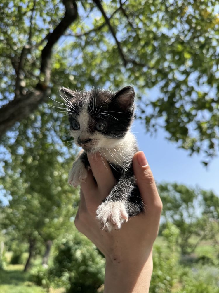 Кошеня шукає любов - хлопчик (1,5 місяці)