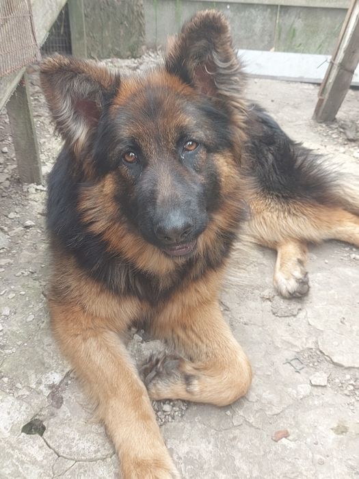 Шукаю своїх друзів-собак