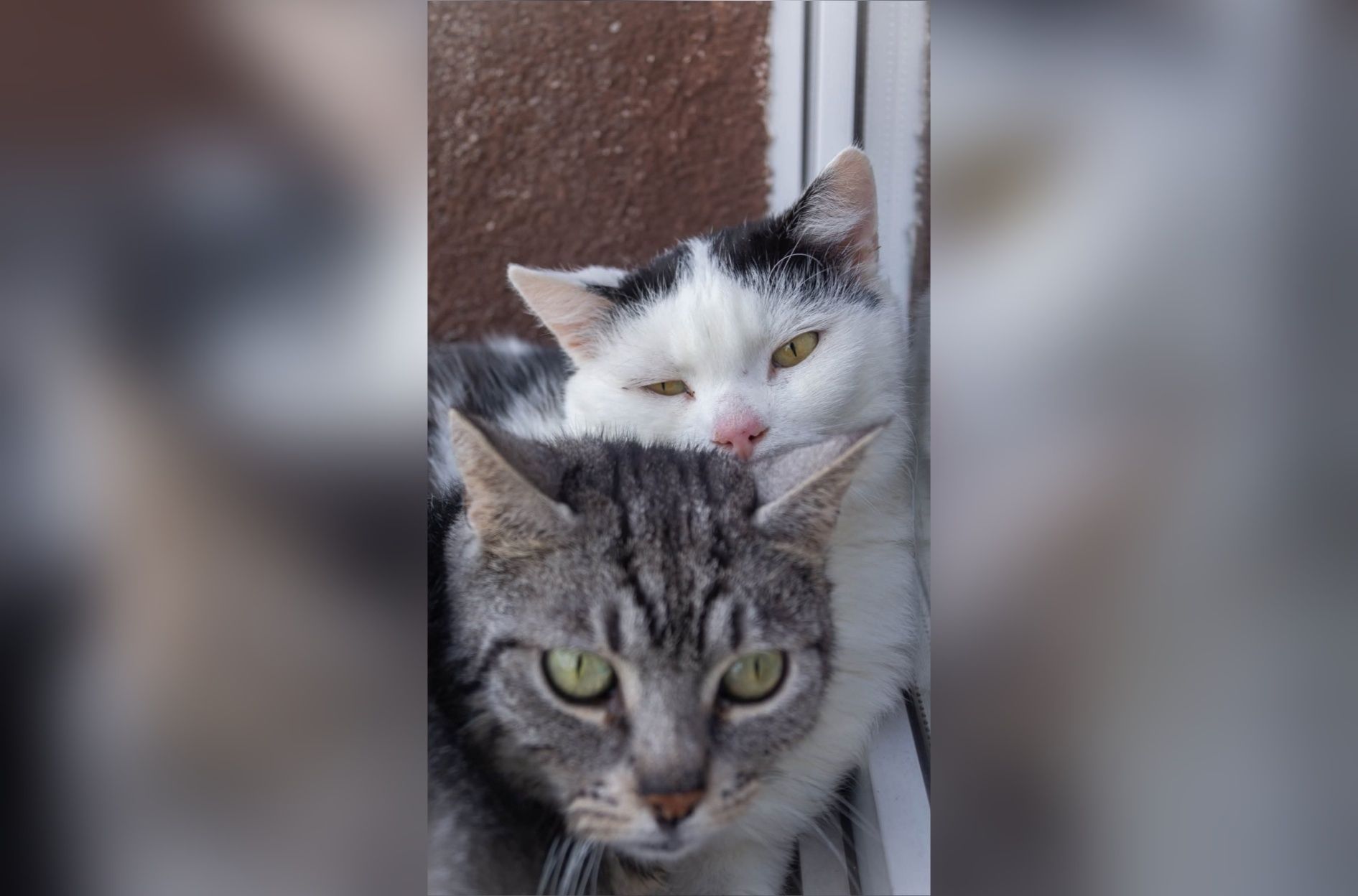 Cudowny kocurek marzy o domku!