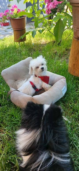 Maltańczyk reproduktor