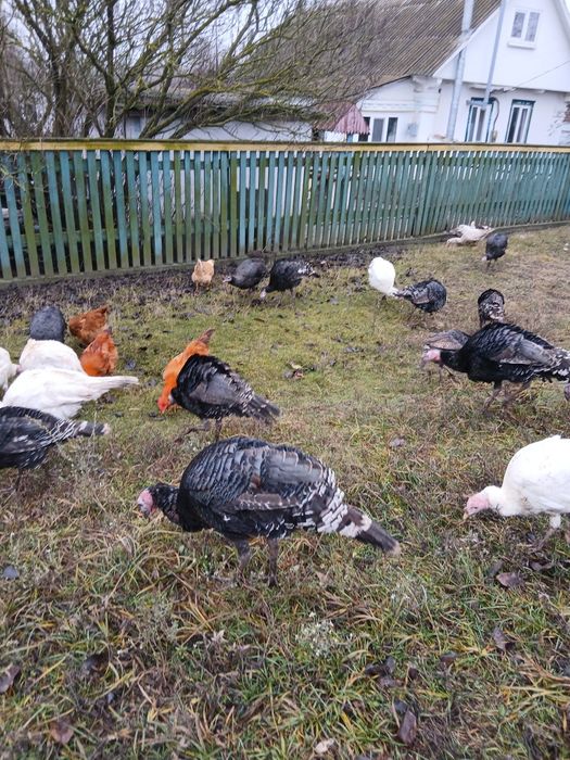 Продам домашніх індиків,індичок,Індички несеться по два рази на рік,