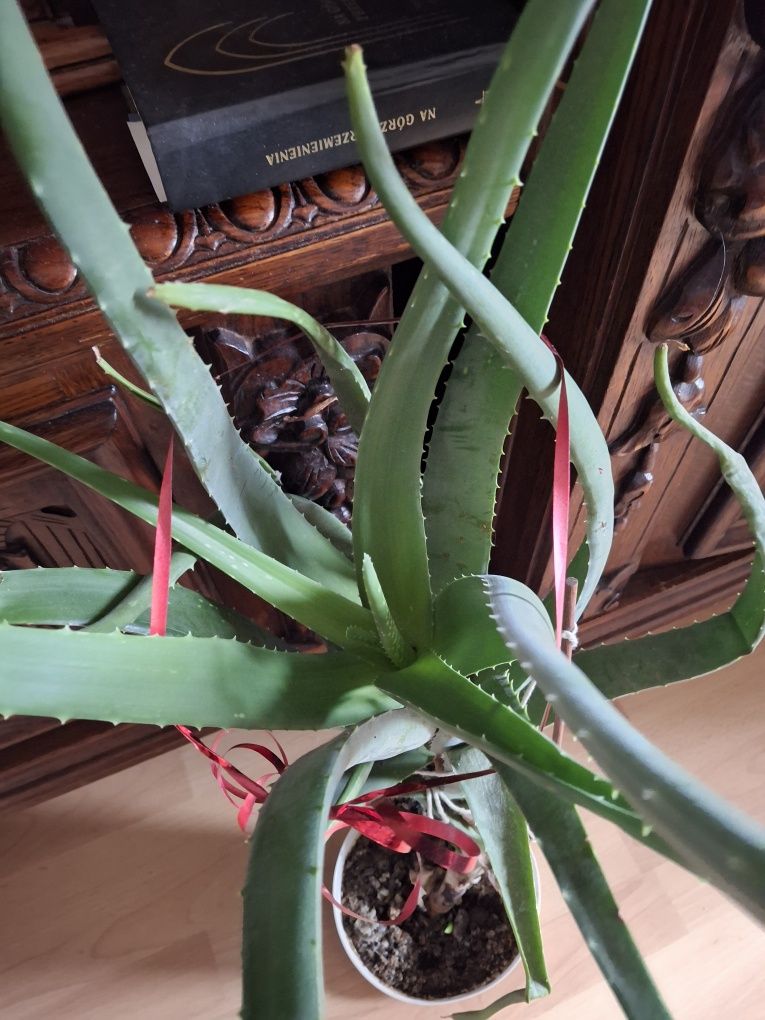 Aloes vera olbrzymi