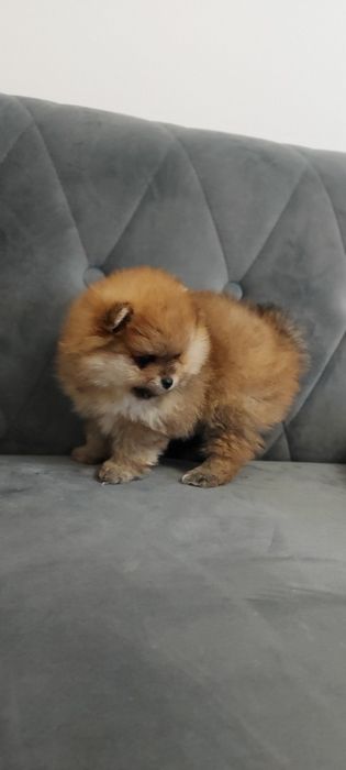 Piękna suczka Pomeranian
