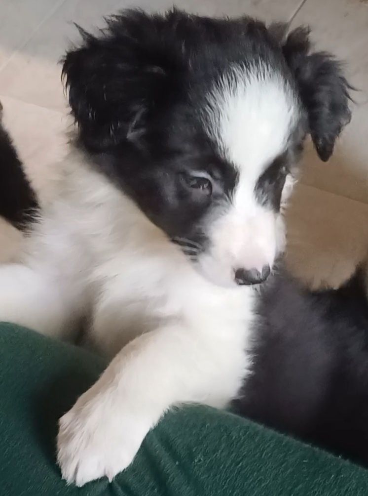 Frea, sunia Border Collie