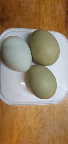 Грюнлегер інкубаційне яйце, пасхальні ІЯ