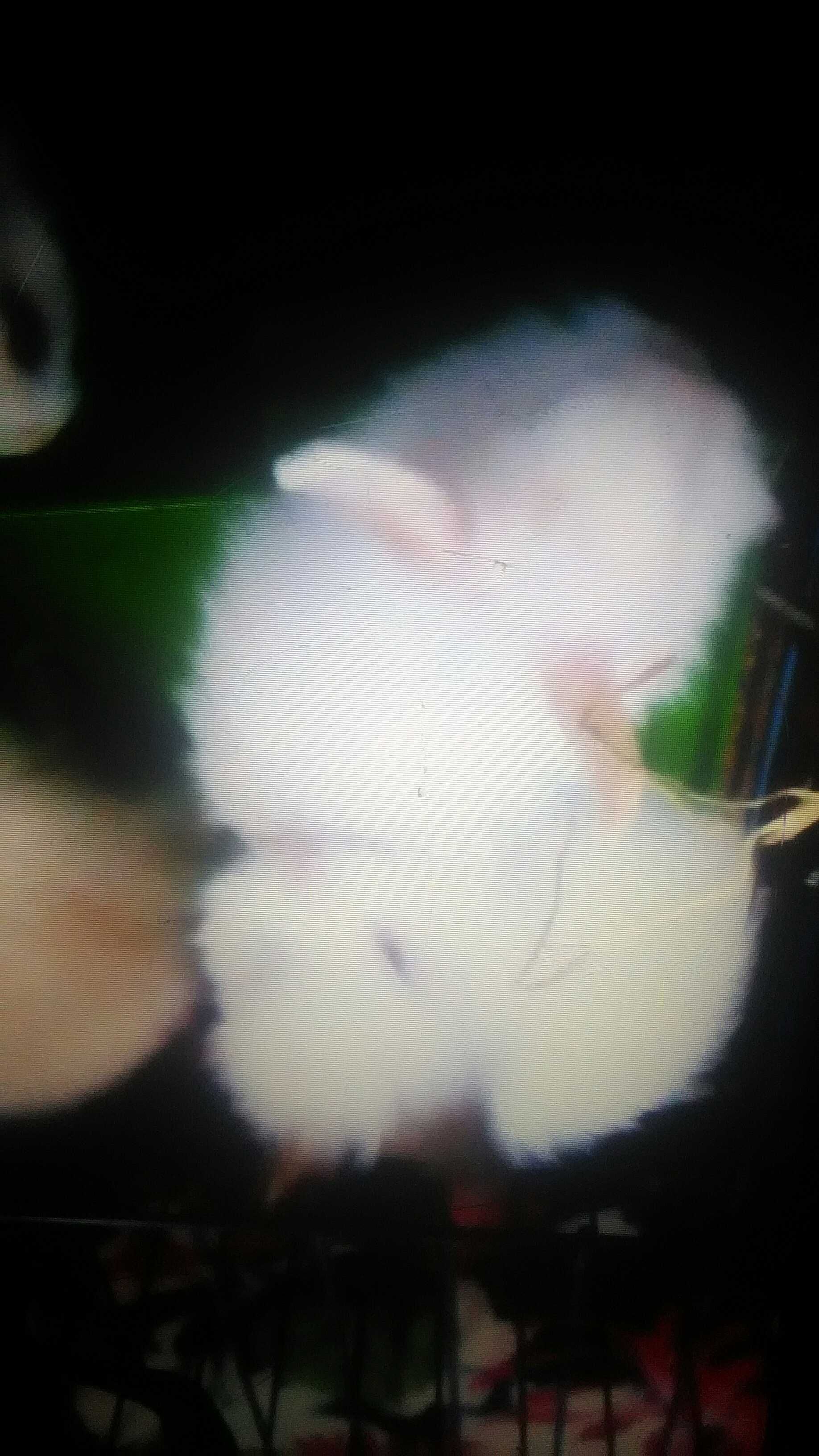 Coelhos anoes peludos