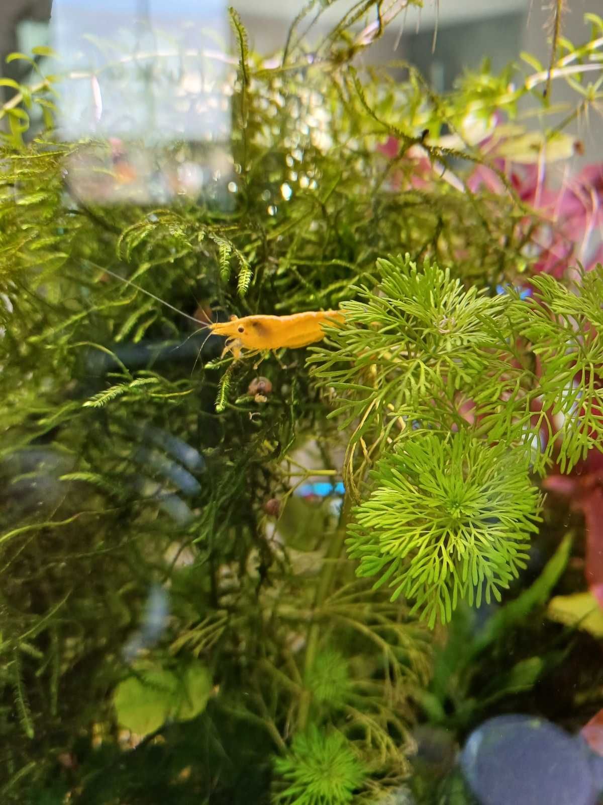 Krewetki Neocaridina Yellow neon żółte