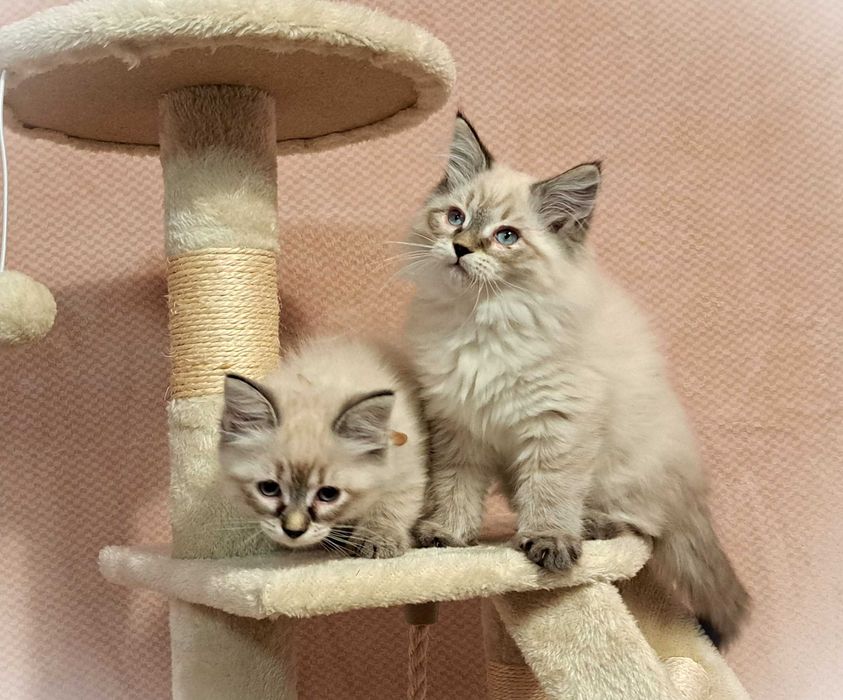 Koteczka Syberyjska Neva Masquerade – Greta, brązowa obróżka PZF