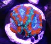 Acanthastrea  Light Blue Flowert Red   FLUOLAMPS.PL WYSYŁKI
