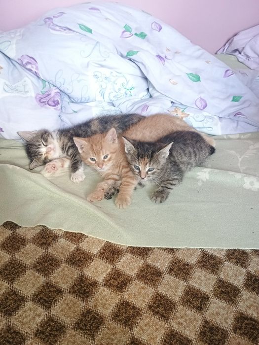 Oddam kotki w dobre rece