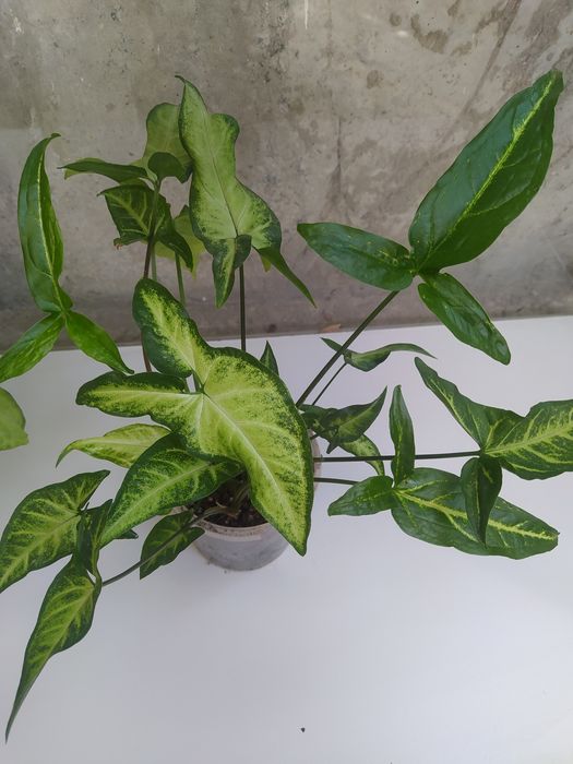 Сигнониум Ангустатум, Пикси, Баттерфляй