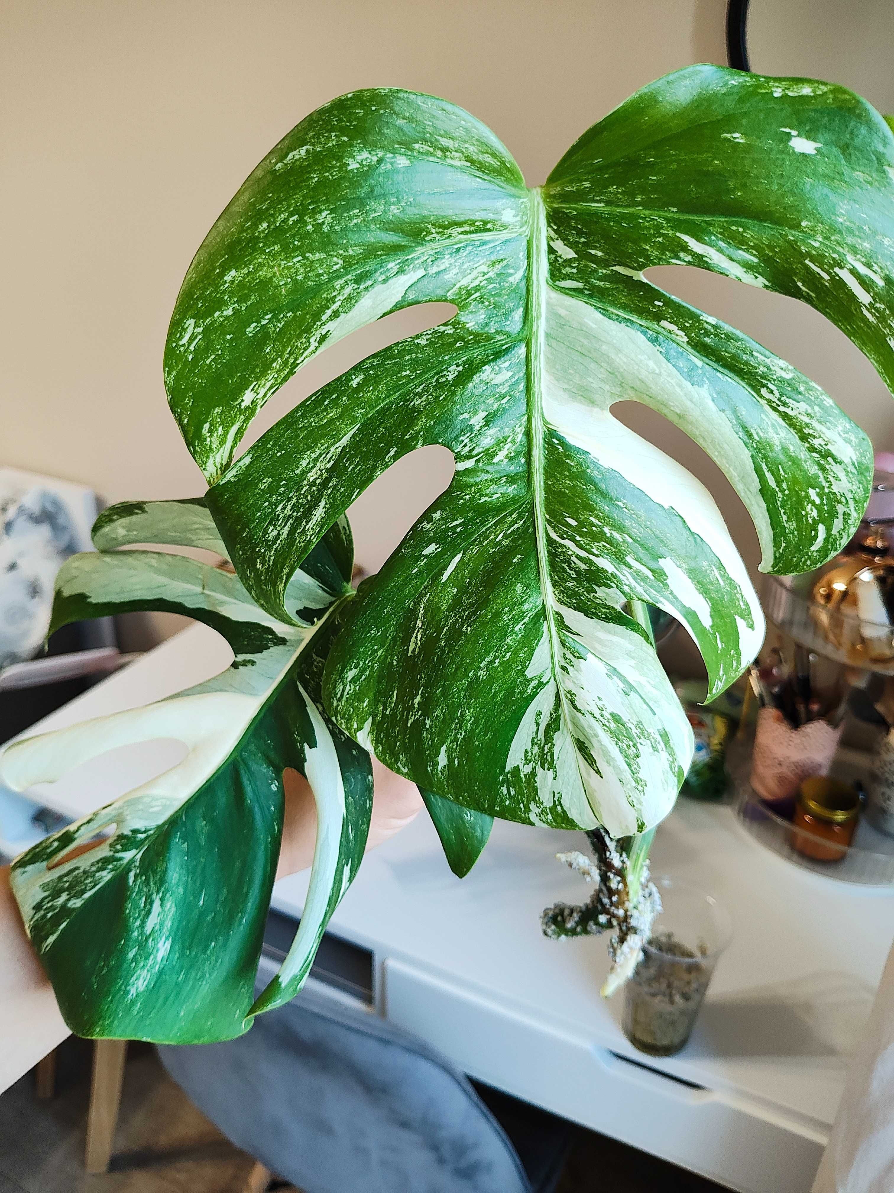 Monstera Variegata