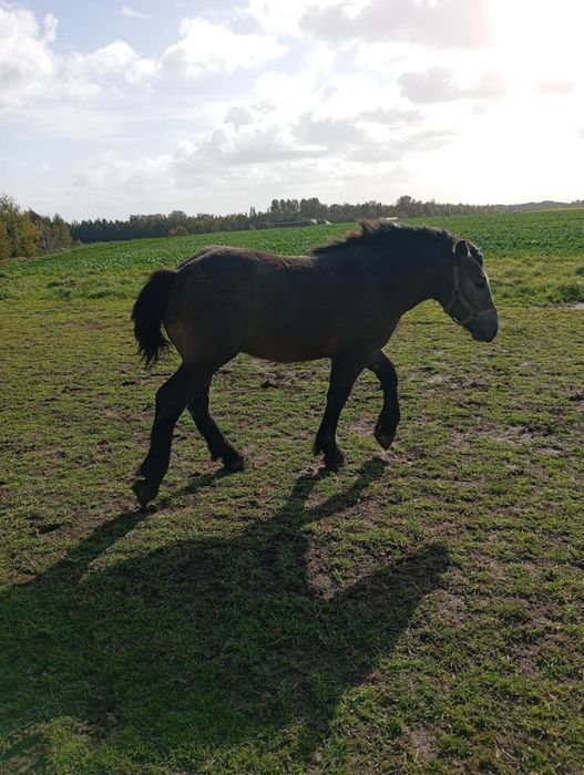 Źrebak ogier zimnokrwisty